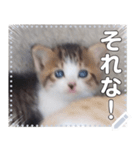 子猫☆自由メッセージ（個別スタンプ：7）