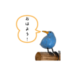 青い鳥と黄色い鳥スタンプ！（個別スタンプ：1）