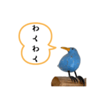 青い鳥と黄色い鳥スタンプ！（個別スタンプ：29）