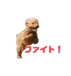トイプードルのもずくちゃん（個別スタンプ：2）