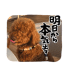 トイプードルのもずくちゃん（個別スタンプ：4）