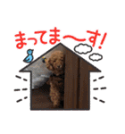 トイプードルのもずくちゃん（個別スタンプ：6）