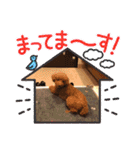トイプードルのもずくちゃん（個別スタンプ：9）