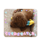 トイプードルのもずくちゃん（個別スタンプ：18）