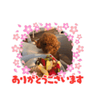 トイプードルのもずくちゃん（個別スタンプ：19）