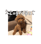 トイプードルのもずくちゃん（個別スタンプ：22）