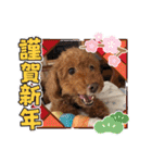 トイプードルのもずくちゃん（個別スタンプ：24）