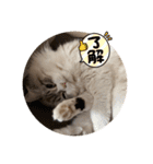 くまとポロのスタンプ（個別スタンプ：3）