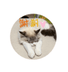 くまとポロのスタンプ（個別スタンプ：31）