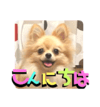 くにすえさんちのうどんくん（個別スタンプ：2）