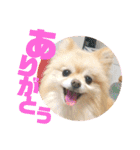 くにすえさんちのうどんくん（個別スタンプ：3）