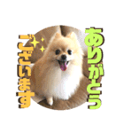 くにすえさんちのうどんくん（個別スタンプ：4）
