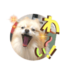 くにすえさんちのうどんくん（個別スタンプ：6）