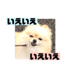 くにすえさんちのうどんくん（個別スタンプ：8）