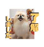 くにすえさんちのうどんくん（個別スタンプ：9）