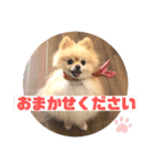 くにすえさんちのうどんくん（個別スタンプ：10）