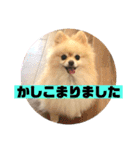 くにすえさんちのうどんくん（個別スタンプ：12）
