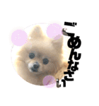 くにすえさんちのうどんくん（個別スタンプ：13）