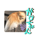 くにすえさんちのうどんくん（個別スタンプ：15）