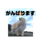くにすえさんちのうどんくん（個別スタンプ：18）