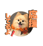 くにすえさんちのうどんくん（個別スタンプ：19）
