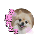 くにすえさんちのうどんくん（個別スタンプ：20）