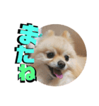 くにすえさんちのうどんくん（個別スタンプ：22）