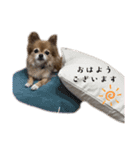 きなこちゃん3こめ（個別スタンプ：7）