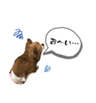 きなこちゃん3こめ（個別スタンプ：15）