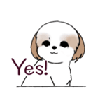 Stickers_Shih Tzu_i シーズースタンプe（個別スタンプ：1）