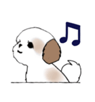 Stickers_Shih Tzu_i シーズースタンプe（個別スタンプ：6）