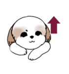 Stickers_Shih Tzu_i シーズースタンプe（個別スタンプ：11）