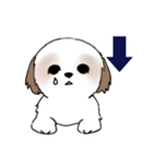 Stickers_Shih Tzu_i シーズースタンプe（個別スタンプ：12）