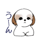 Stickers_Shih Tzu_i シーズースタンプe（個別スタンプ：15）