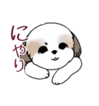 Stickers_Shih Tzu_i シーズースタンプe（個別スタンプ：24）