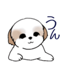 Stickers_Shih Tzu_i シーズースタンプe（個別スタンプ：25）