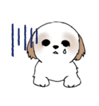 Stickers_Shih Tzu_i シーズースタンプe（個別スタンプ：29）