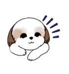 Stickers_Shih Tzu_i シーズースタンプe（個別スタンプ：36）