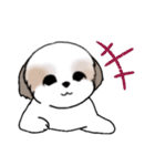 Stickers_Shih Tzu_i シーズースタンプe（個別スタンプ：37）