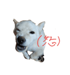 かわいい白柴スタンプ（個別スタンプ：1）