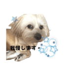 シーダックス りょうま4（個別スタンプ：10）