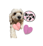 シーダックス りょうま4（個別スタンプ：12）