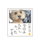 シーダックス りょうま4（個別スタンプ：17）