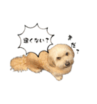 シーダックス りょうま4（個別スタンプ：22）