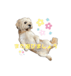 シーダックス りょうま4（個別スタンプ：25）