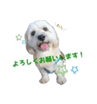 シーダックス りょうま4（個別スタンプ：33）