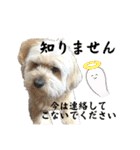 シーダックス りょうま4（個別スタンプ：34）