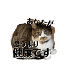 コロナにパンチ！（個別スタンプ：20）
