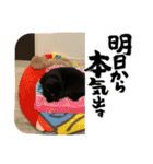 愛猫すたんぷっ（個別スタンプ：1）