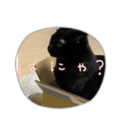 愛猫すたんぷっ（個別スタンプ：4）